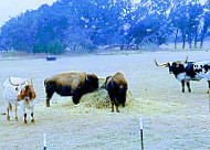 Bankersmith, Texas food