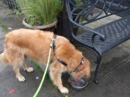 The Barking Dog Alehouse outside