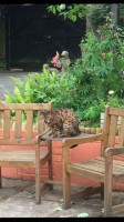 Rhylstone Gardens Tea Room outside