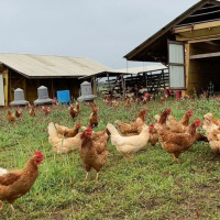 White Oak Pastures Farm General Store food