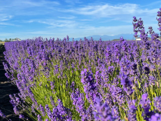 Lavender Wind