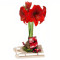 5 Waterless Amaryllis On Sled