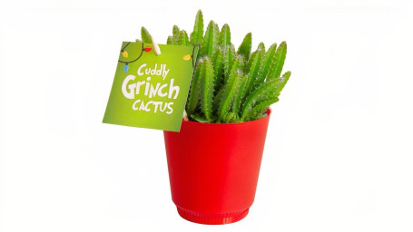 4.5 Cuddly Grinch Cactus