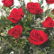 Klassisches Dutzend Rosen-Arrangement Mit Roten Rosen
