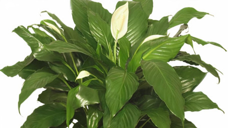 Peace Lily Plant Xanthophyll Cleveland