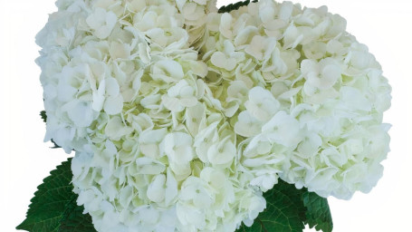 Debi Lilly Hydrangea Bunch (White) (3 Stems)