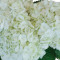 Debi Lilly Hydrangea Bunch (White) (3 Stems)