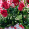 Dutzend Rote Rosen
