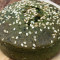 Matcha Cake (Gluten Free)