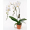 Debi Lilly Grande White Orchid In Clay Pot