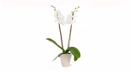 Lebend Blühende Orchideenpflanze In 5. Lebend Blühende Orchideenpflanze In 5