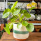 Pilea