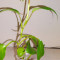 Philodendron Eva