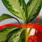 Dieffenbachia Seguine Heart Planter