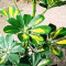 Variegated Umbrella Tree