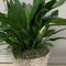 Peace Lily