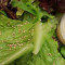 K3. Green Salad