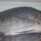 Tilapia Whole 550Gr-Up