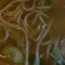 Sp6. Shrimp Noodle Soup
