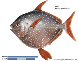 Fisch