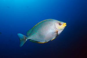 Fisch