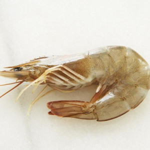 Garnele