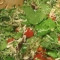 Rucola-Salat