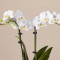 White Orchid Plant