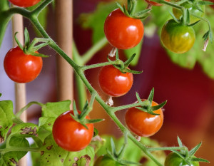 Tomatensauce