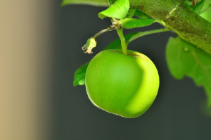 Grüner Apfel