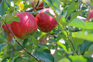 Grüner Apfel
