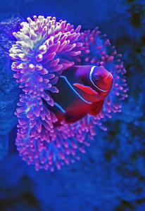 Fisch Des Tages