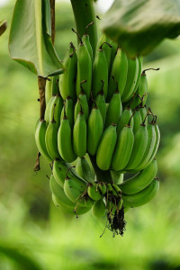 Erdbeerbanane