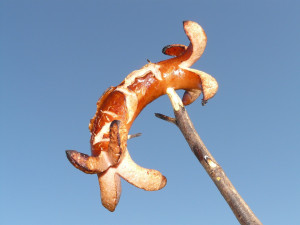 Geräucherte Wurst
