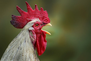 Chicken Cobb