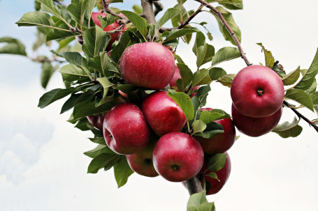 Eis-Apfel-Knuspriges-Hafermilch-Macchiato