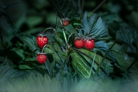 Wirklich Wildbeere