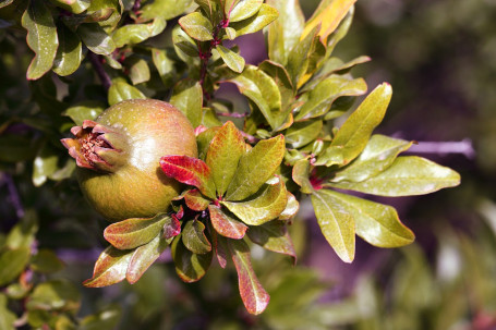 Sobe Yumberry Granatapfel