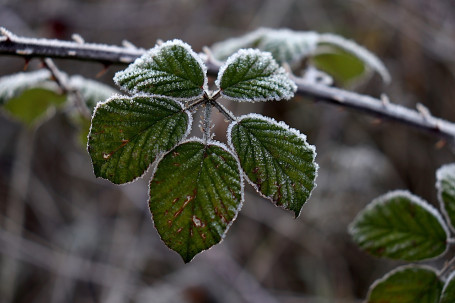 Brombeere