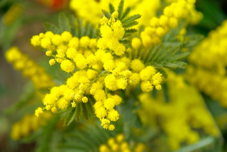 Endlose Mimosen