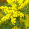 Endlose Mimosen