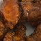 Fried Bbq Party Wings