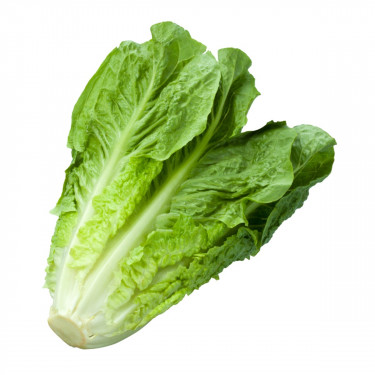 Pp Cos Lettuce