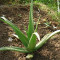 Aloe Vera Saft