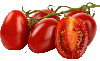 Tomaten aus Rom