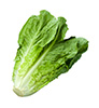 Blatt von Salat