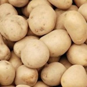 Russet-Kartoffel