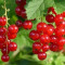 Rote Johannisbeeren